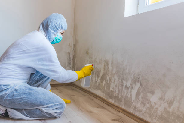 Mold Remediation specialist working in Belleville