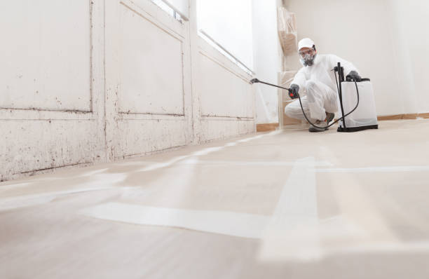 Black mold remediation team in Belleville
