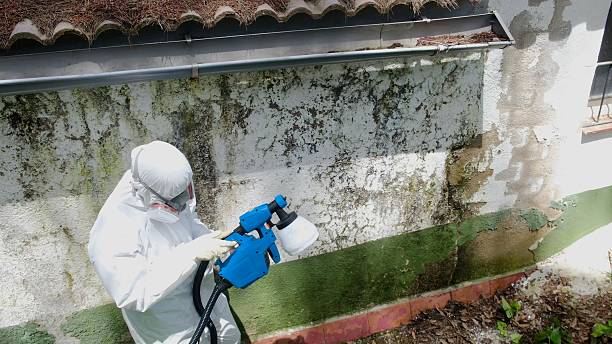Mold Remediation service in Belleville, Belleville, MI